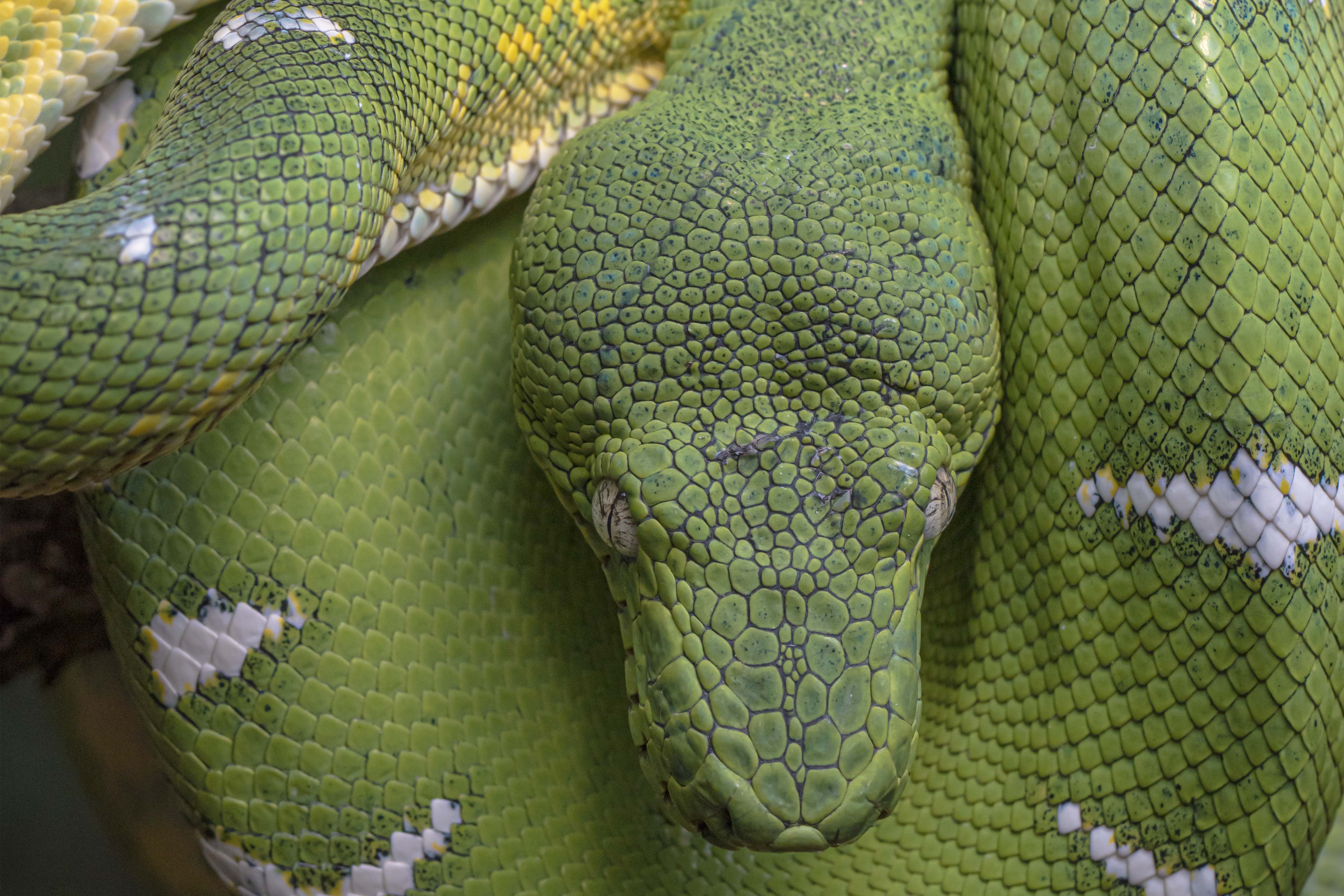 Reptiles of Magdalena Herping Tour